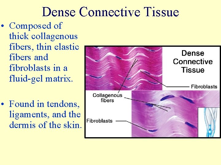 Dense Connective Tissue • Composed of thick collagenous fibers, thin elastic fibers and fibroblasts
