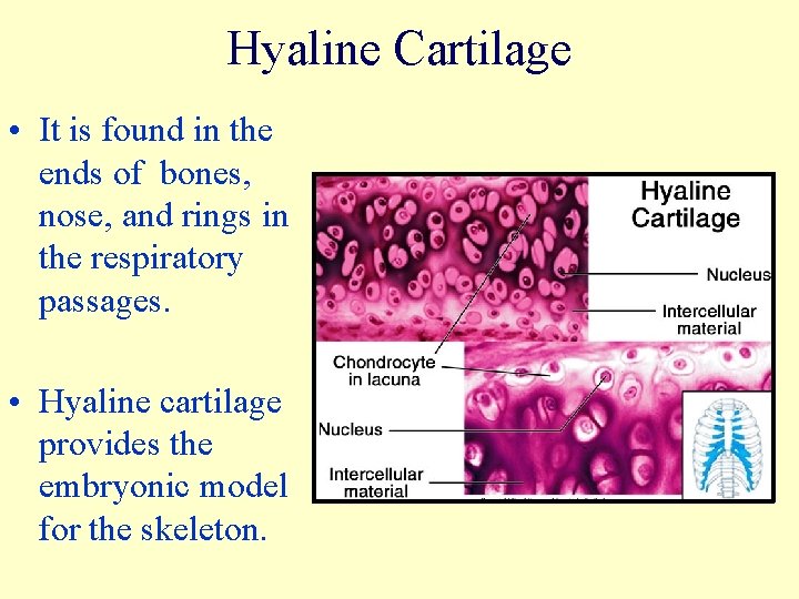 Hyaline Cartilage • It is found in the ends of bones, nose, and rings