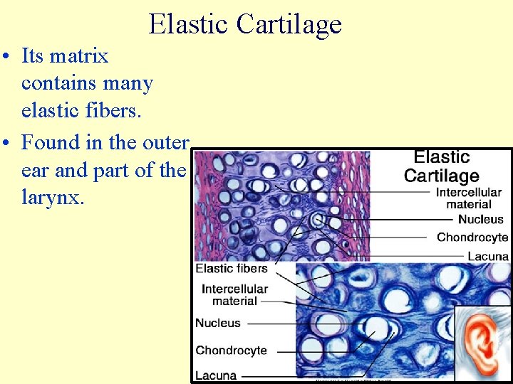 Elastic Cartilage • Its matrix contains many elastic fibers. • Found in the outer