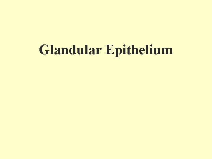 Glandular Epithelium 