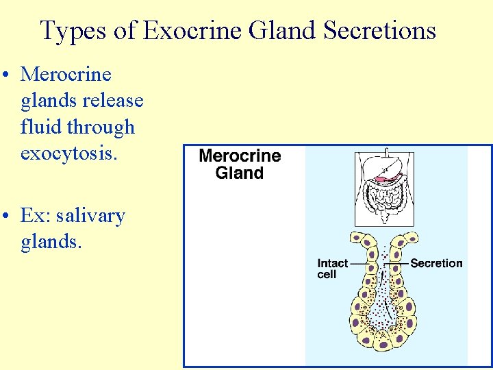 Types of Exocrine Gland Secretions • Merocrine glands release fluid through exocytosis. • Ex: