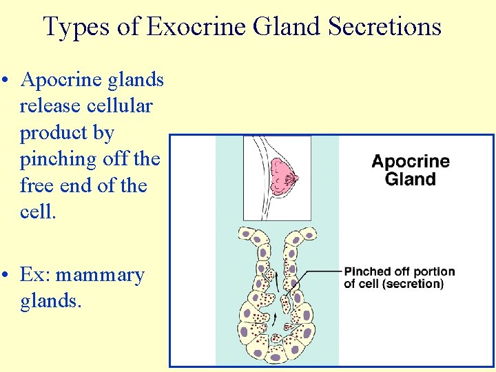 Types of Exocrine Gland Secretions • Apocrine glands release cellular product by pinching off