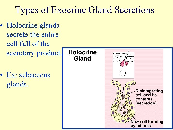 Types of Exocrine Gland Secretions • Holocrine glands secrete the entire cell full of