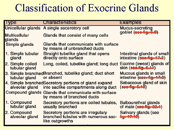 Classification of Exocrine Glands 