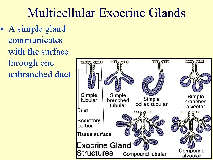 Multicellular Exocrine Glands • A simple gland communicates with the surface through one unbranched