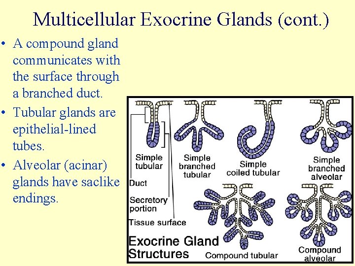 Multicellular Exocrine Glands (cont. ) • A compound gland communicates with the surface through