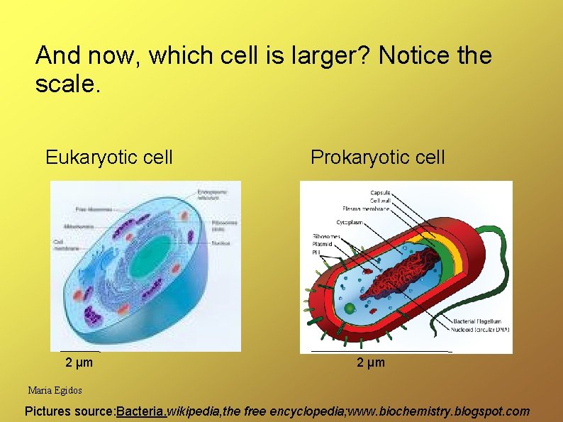 And now, which cell is larger? Notice the scale. Eukaryotic cell 2 µm Prokaryotic