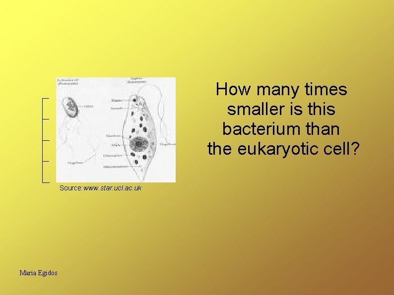 How many times smaller is this bacterium than the eukaryotic cell? Source: www. star.