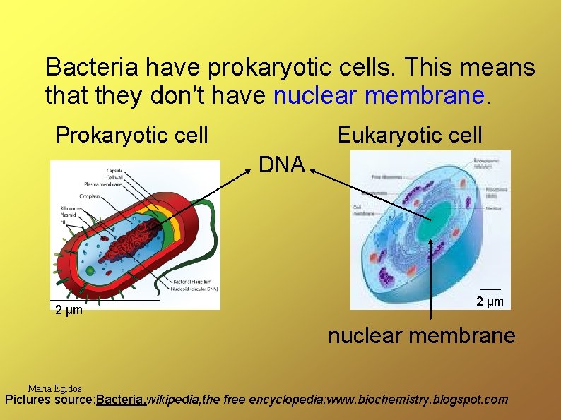 Bacteria have prokaryotic cells. This means that they don't have nuclear membrane. Prokaryotic cell