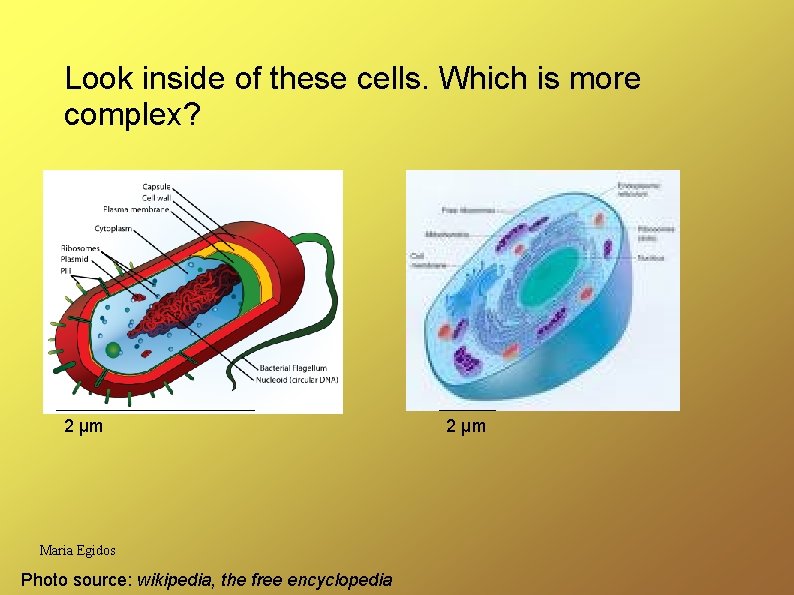 Look inside of these cells. Which is more complex? 2 µm Maria Egidos Photo