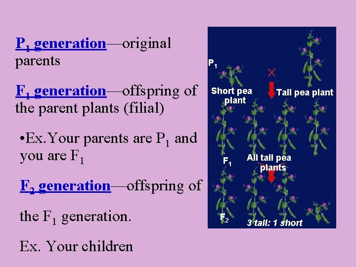 P 1 generation—original parents F 1 generation—offspring of the parent plants (filial) • Ex.