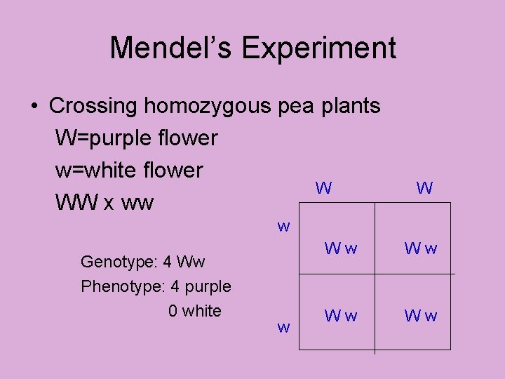 Mendel’s Experiment • Crossing homozygous pea plants W=purple flower w=white flower W WW x