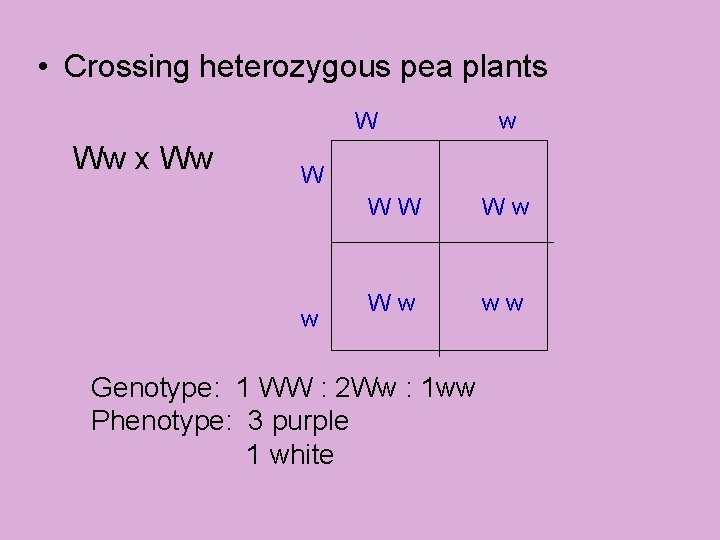  • Crossing heterozygous pea plants W Ww x Ww w WW Ww Ww
