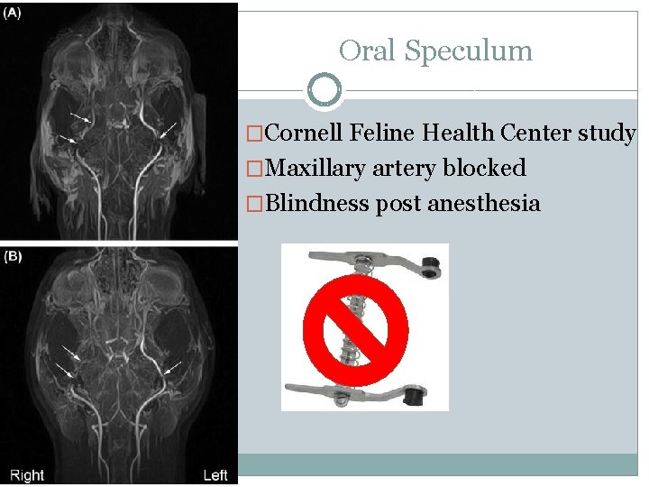 Oral Speculum �Cornell Feline Health Center study �Maxillary artery blocked �Blindness post anesthesia 