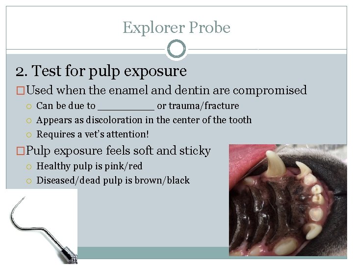 Explorer Probe 2. Test for pulp exposure �Used when the enamel and dentin are