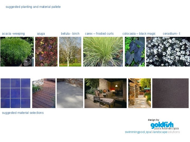 suggested planting and material pallete acacia -weeping ajuga betula - birch carex – frosted