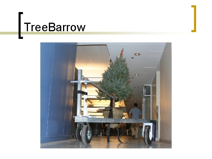 Tree. Barrow 