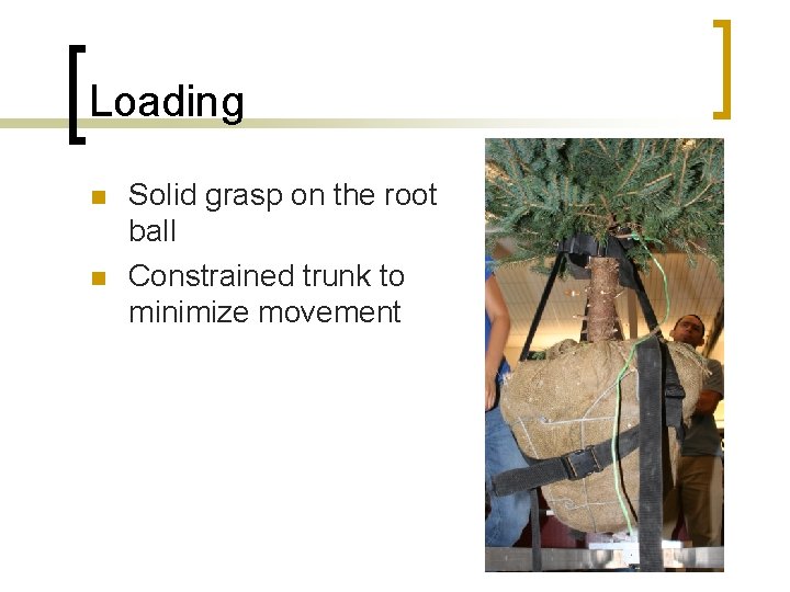 Loading n n Solid grasp on the root ball Constrained trunk to minimize movement
