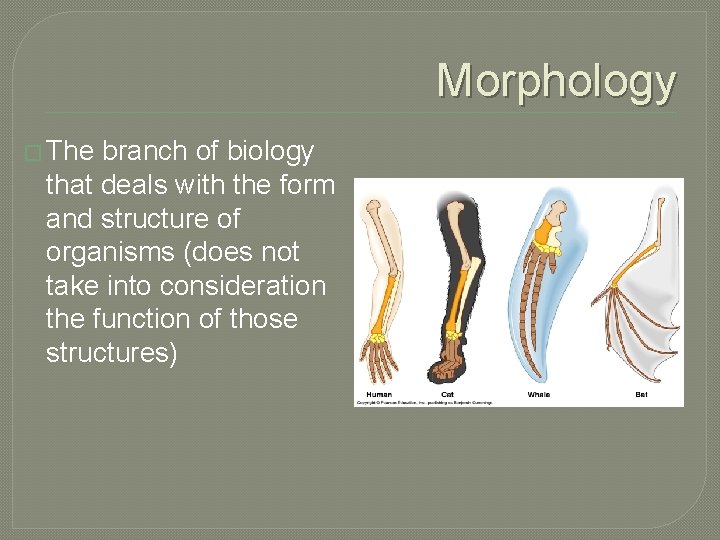 Morphology � The branch of biology that deals with the form and structure of Morphology � The branch of biology that deals with the form and structure of
