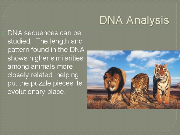 DNA Analysis � DNA sequences can be studied. The length and pattern found in DNA Analysis � DNA sequences can be studied. The length and pattern found in