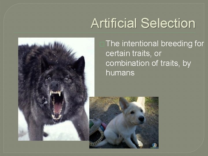Artificial Selection � The intentional breeding for certain traits, or combination of traits, by Artificial Selection � The intentional breeding for certain traits, or combination of traits, by