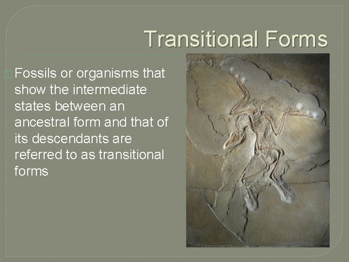 Transitional Forms � Fossils or organisms that show the intermediate states between an ancestral Transitional Forms � Fossils or organisms that show the intermediate states between an ancestral