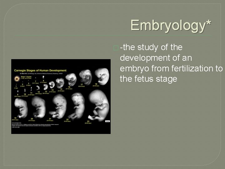 Embryology* � -the study of the development of an embryo from fertilization to the Embryology* � -the study of the development of an embryo from fertilization to the