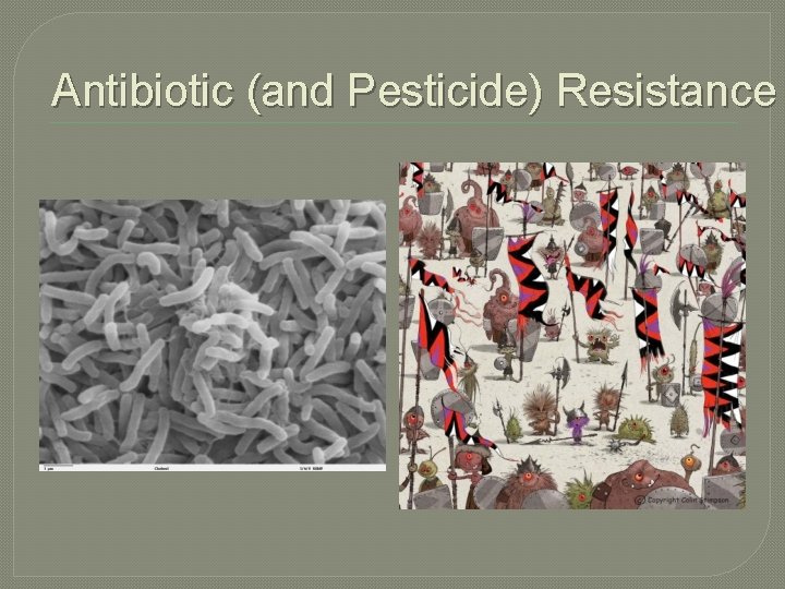Antibiotic (and Pesticide) Resistance Antibiotic (and Pesticide) Resistance