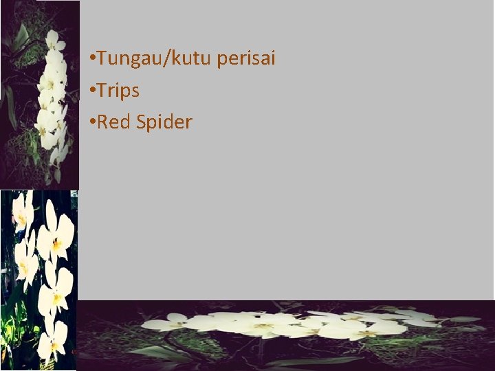  • Tungau/kutu perisai • Trips • Red Spider 