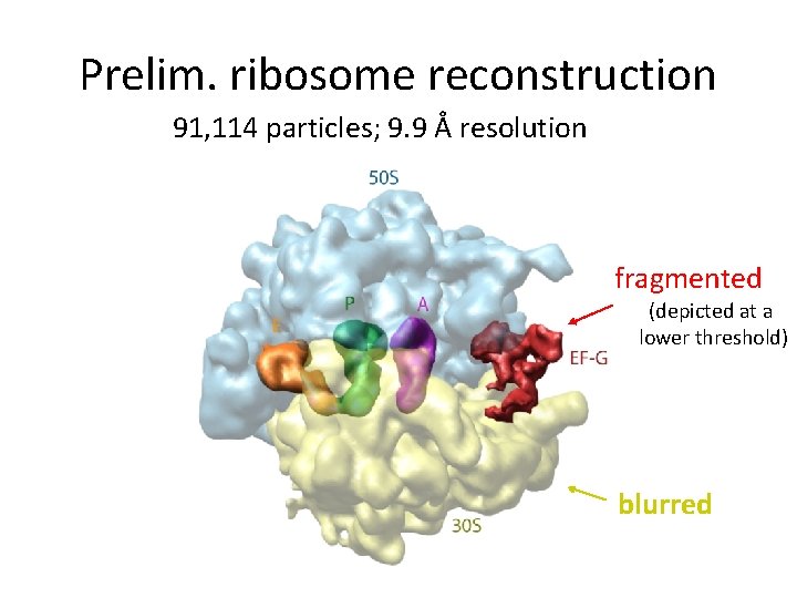 Prelim. ribosome reconstruction 91, 114 particles; 9. 9 Å resolution fragmented (depicted at a