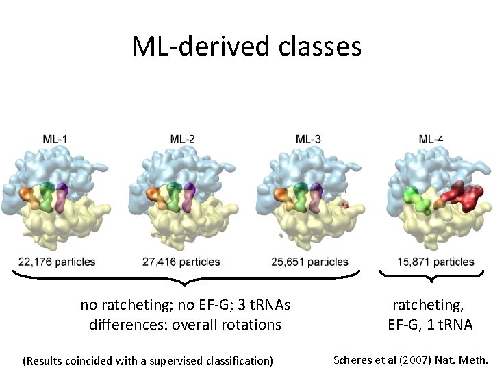 ML-derived classes no ratcheting; no EF-G; 3 t. RNAs differences: overall rotations (Results coincided