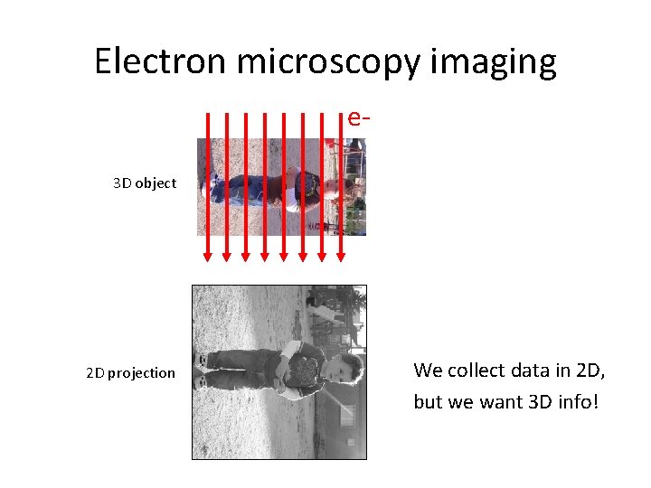 Electron microscopy imaging e 3 D object 2 D projection We collect data in