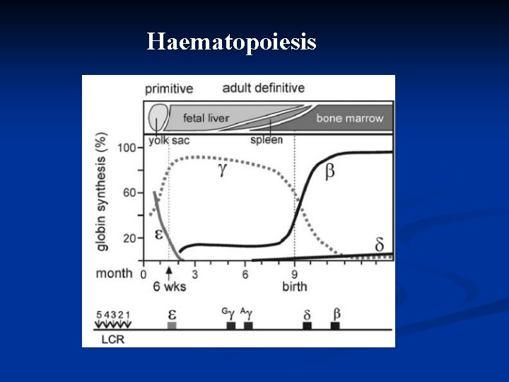 Haematopoiesis 