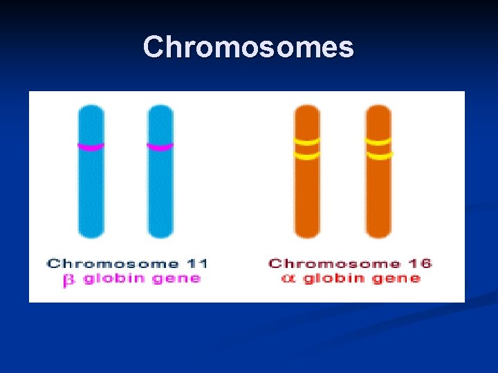 Chromosomes 