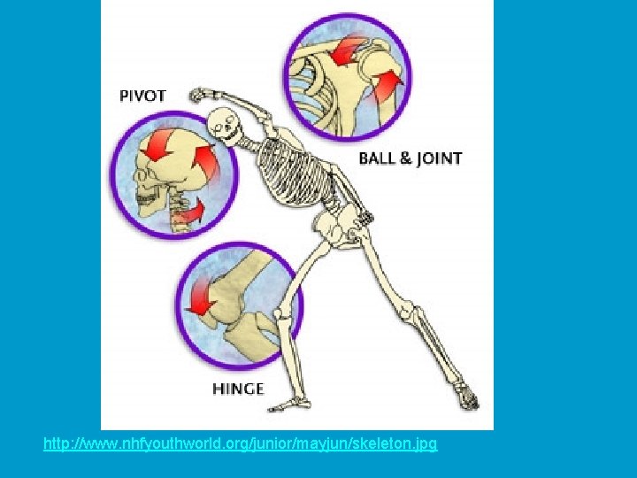 http: //www. nhfyouthworld. org/junior/mayjun/skeleton. jpg 