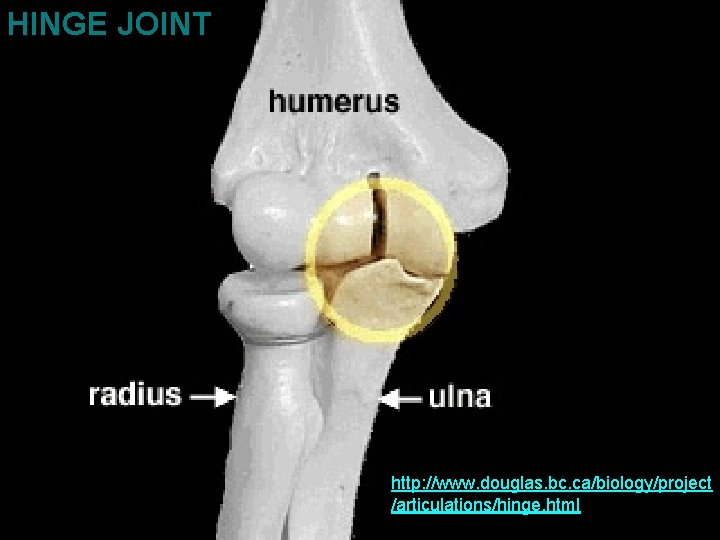 HINGE JOINT http: //www. douglas. bc. ca/biology/project /articulations/hinge. html 