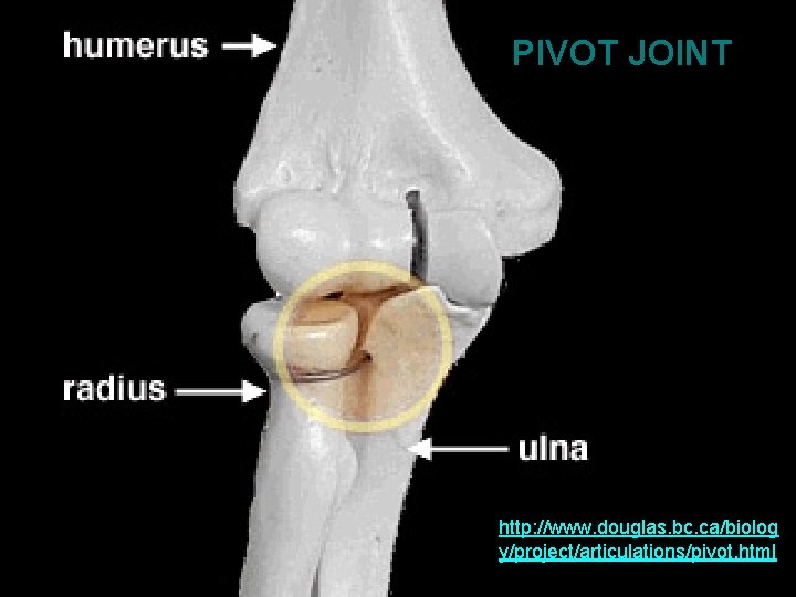 PIVOT JOINT http: //www. douglas. bc. ca/biolog y/project/articulations/pivot. html 