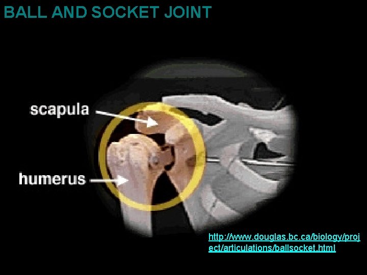 BALL AND SOCKET JOINT http: //www. douglas. bc. ca/biology/proj ect/articulations/ballsocket. html 