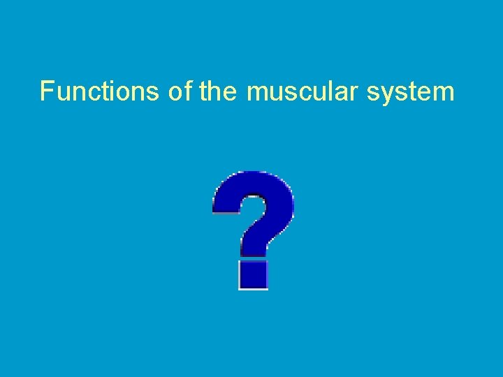 Functions of the muscular system 