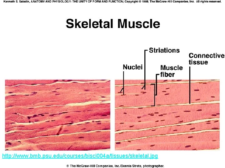 http: //www. bmb. psu. edu/courses/bisci 004 a/tissues/skeletal. jpg 