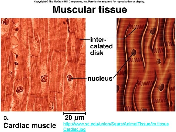 http: //www. sc. edu/union/Sears/Animal. Tissue/im. tissue Cardiac. jpg 