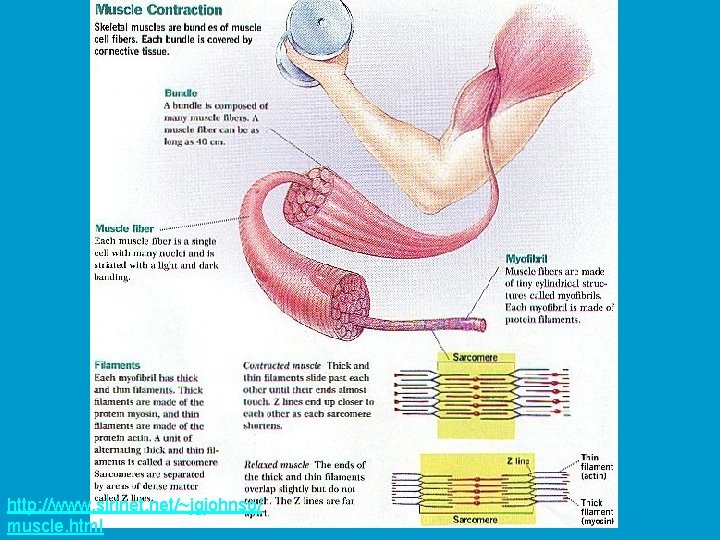 http: //www. sirinet. net/~jgjohnso/ muscle. html 