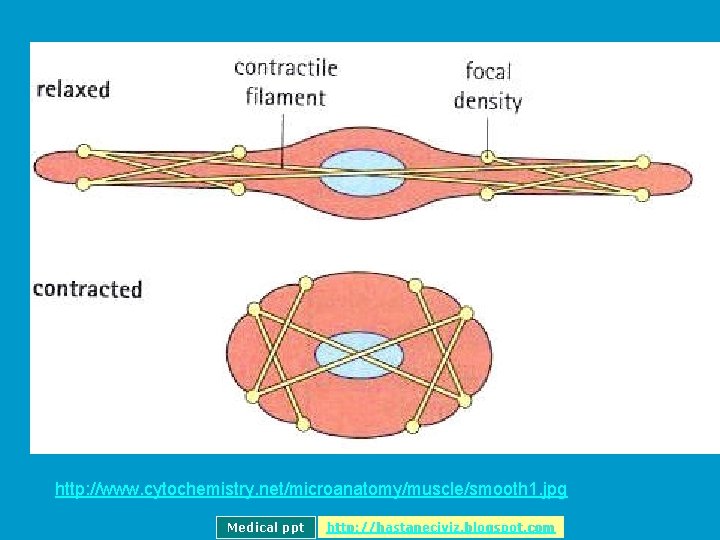 http: //www. cytochemistry. net/microanatomy/muscle/smooth 1. jpg Medical ppt http: //hastaneciyiz. blogspot. com 