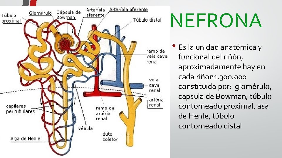 NEFRONA • Es la unidad anatómica y funcional del riñón, aproximadamente hay en cada
