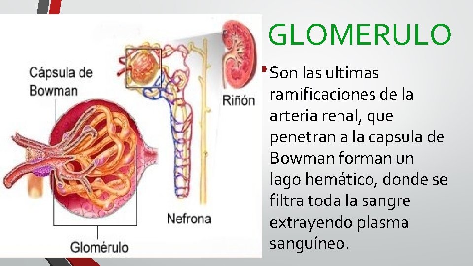 GLOMERULO • Son las ultimas ramificaciones de la arteria renal, que penetran a la