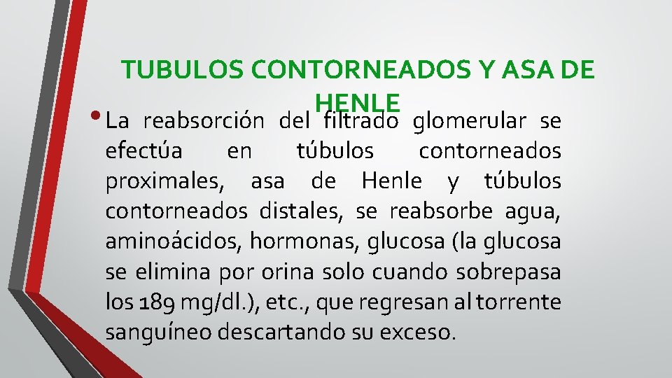 TUBULOS CONTORNEADOS Y ASA DE HENLE • La reabsorción del filtrado glomerular se efectúa