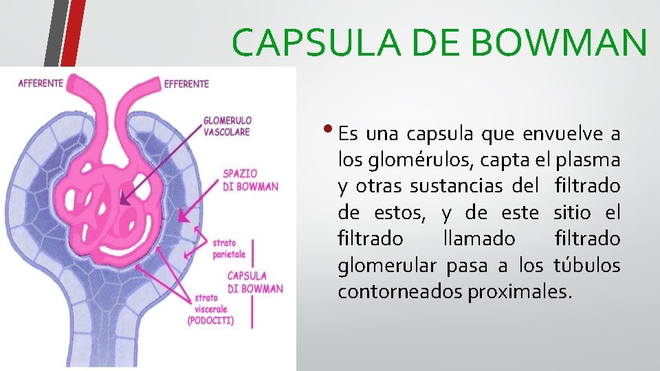 CAPSULA DE BOWMAN • Es una capsula que envuelve a los glomérulos, capta el