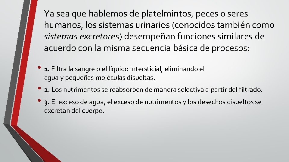 Ya sea que hablemos de platelmintos, peces o seres humanos, los sistemas urinarios (conocidos