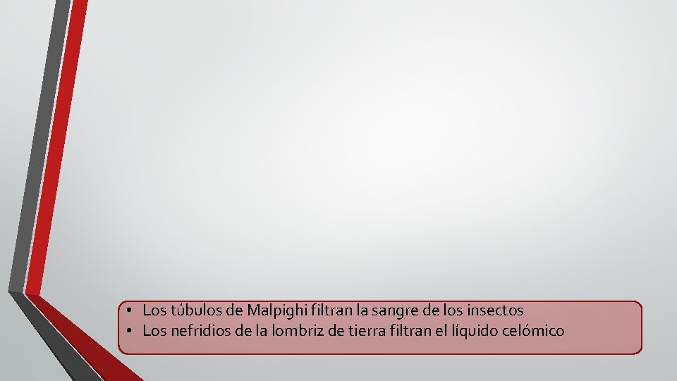  • Los túbulos de Malpighi filtran la sangre de los insectos • Los
