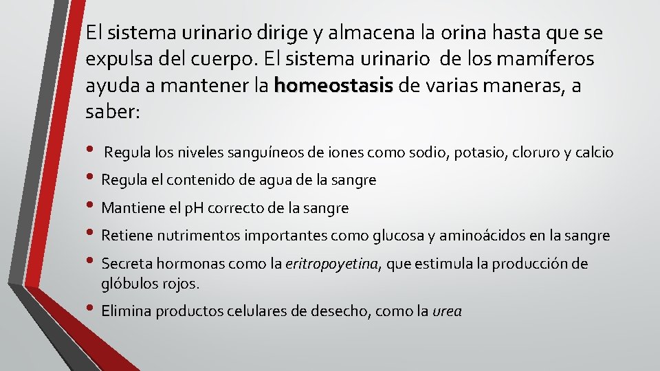 El sistema urinario dirige y almacena la orina hasta que se expulsa del cuerpo.